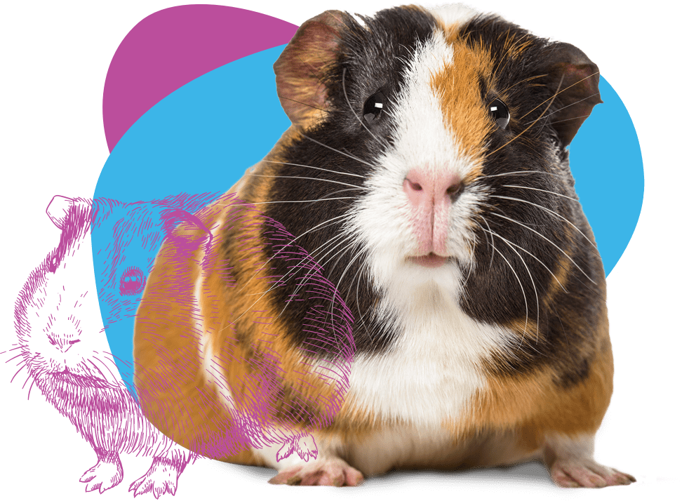 Guinea Pig