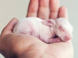 Hand-Raising Baby Rabbits