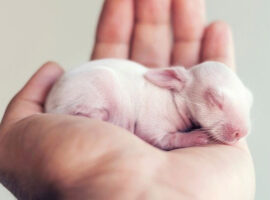Hand-Raising Baby Rabbits Hand-Raising Baby Rabbits