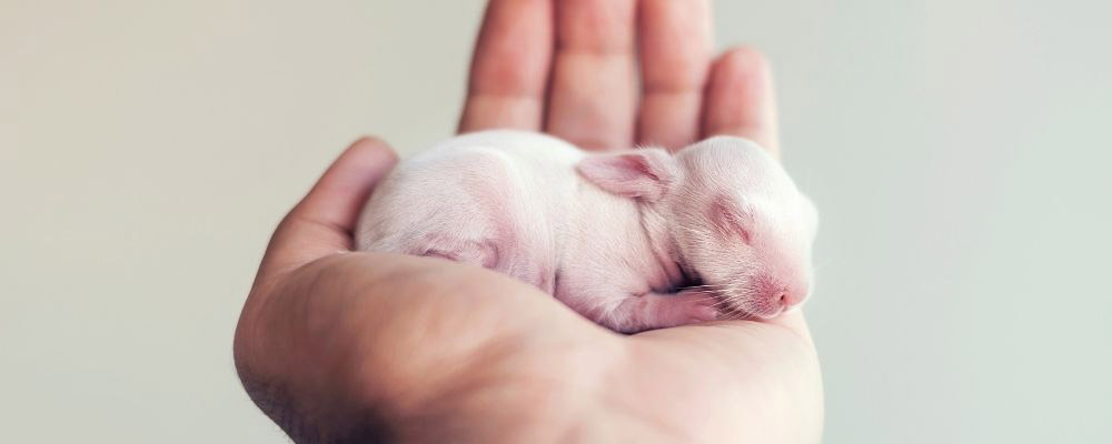 Hand-Raising Baby Rabbits