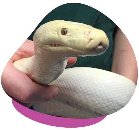 Nidovirus Snake Testing on Pythons 