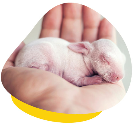 Hand-Raising Baby Rabbits