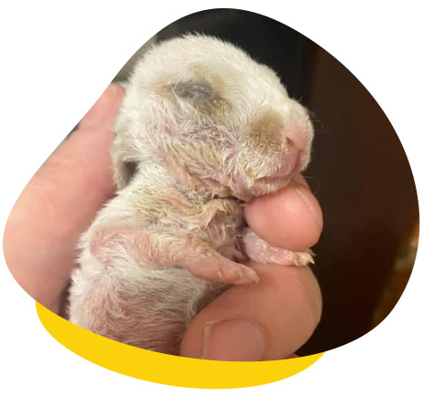 Hand-Raising Baby Rabbits