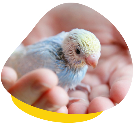 Baby budgie in hands