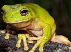 Australian Frog