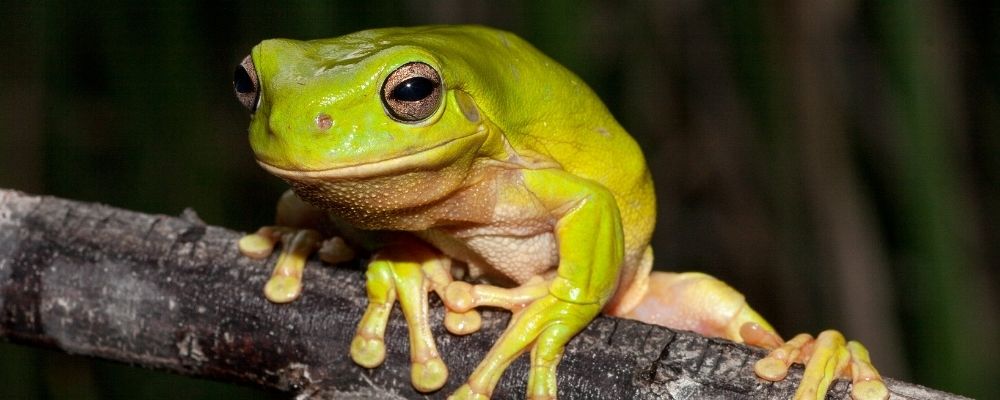 Australian Frog