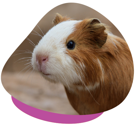 Brown White Guinea Pig