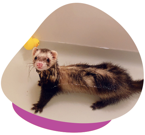 Ferret bath