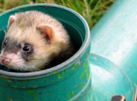 Ferret enrichment