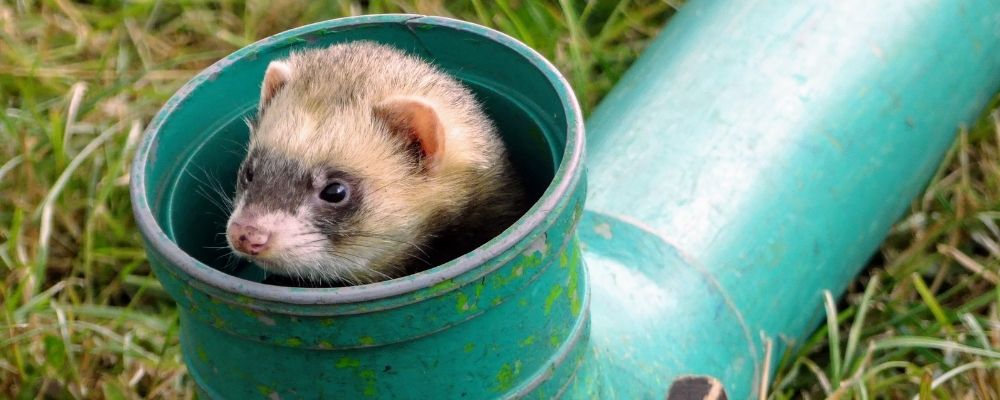 Ferret enrichment