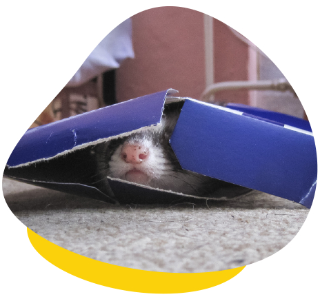 Ferret playing box