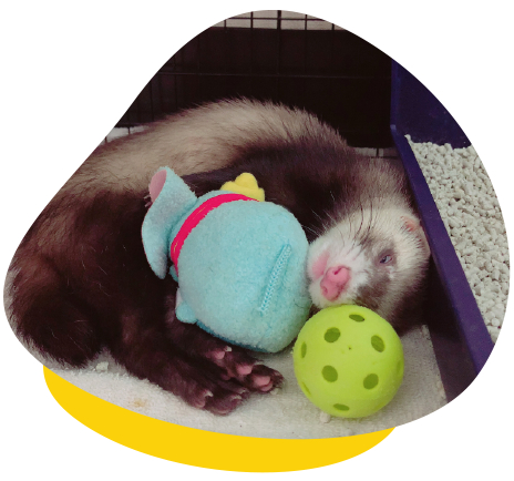 Ferret with toys