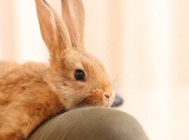 Floppy Bunny Syndrom Floppy Bunny Syndrom
