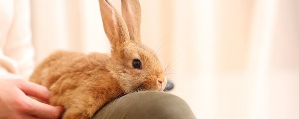 Floppy Bunny Syndrome (Causes & Treatment Options)
