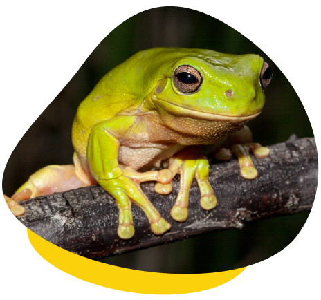 Frog on Log