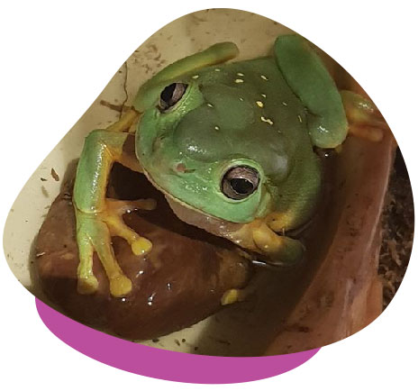 How to Care for Australian Tree Frogs
