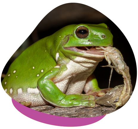 Tree Frog Eating Tree Frog Eating