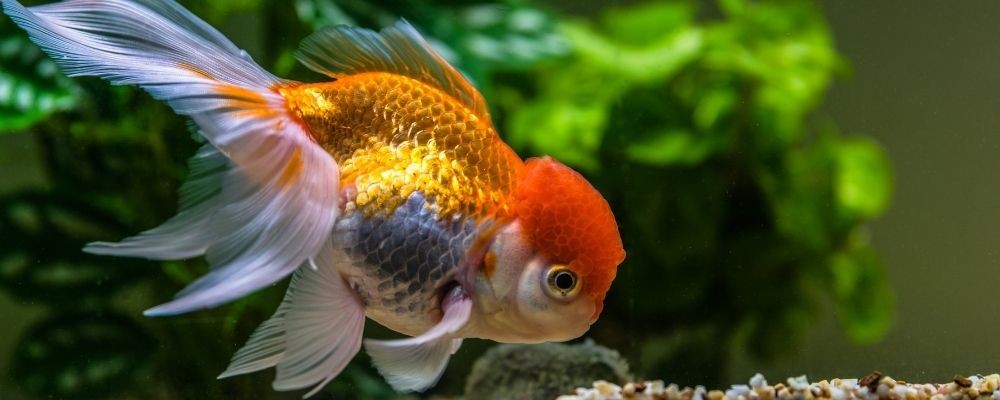 Caring for Golfish