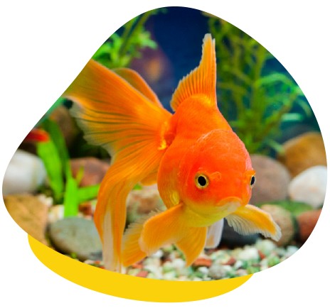 Fantail goldfish