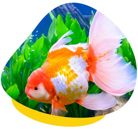 Oranda goldfish