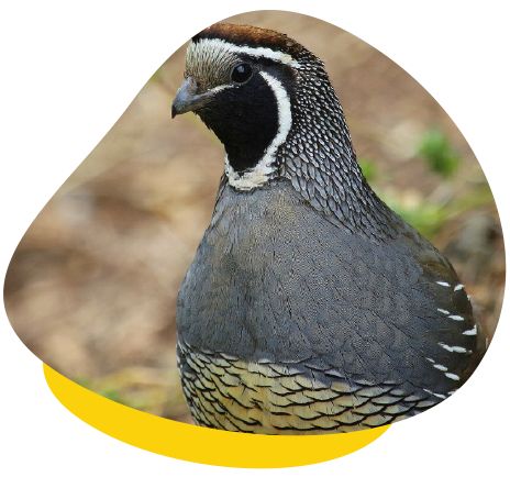 Black quail