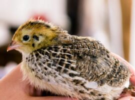Caring for your quail