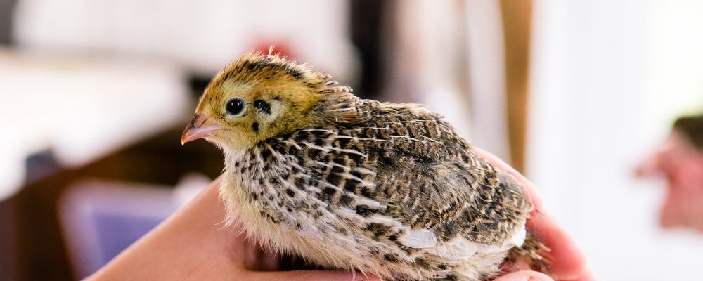 Caring for your quail