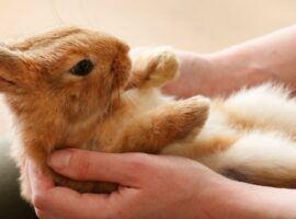 Desexing Rabbit Desexing Rabbit