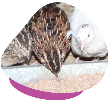 Quails eating