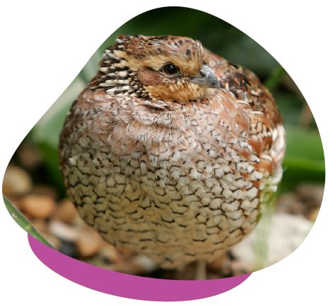 Small quail