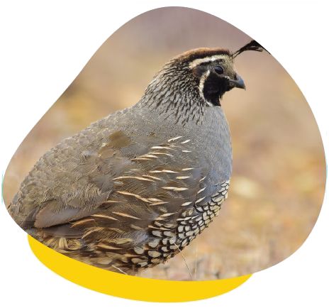 Your quail