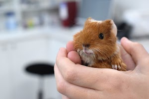 The Unusual Pet Vets Sunshine Coast