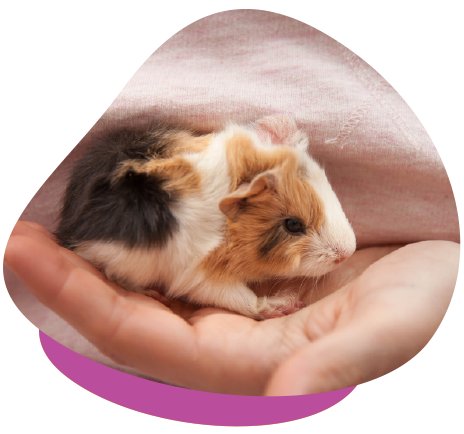 Baby Guinea Pig Held