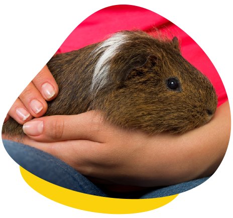 Brown Guinea Pig