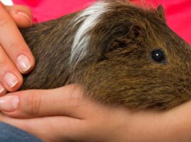 Caring For Guinea Pigs