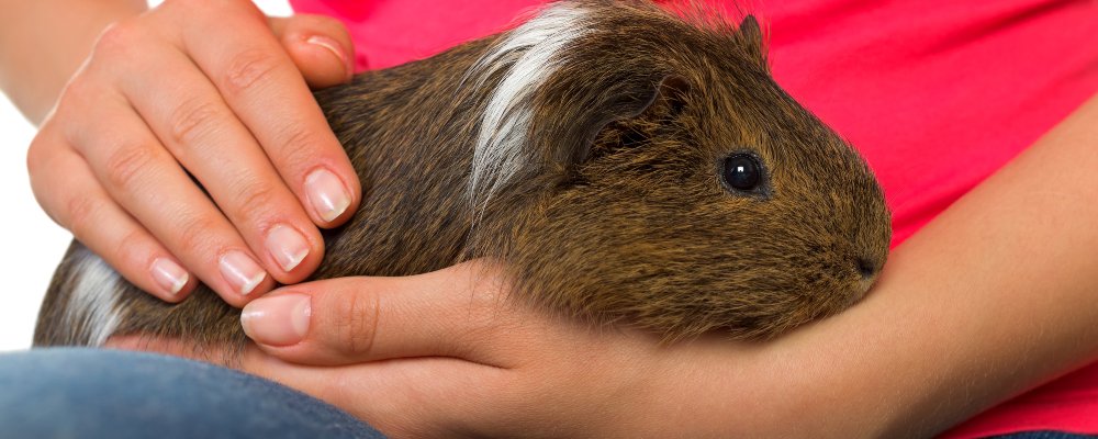 Caring For Guinea Pigs