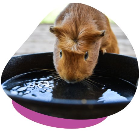 Guinea Pig Drinking