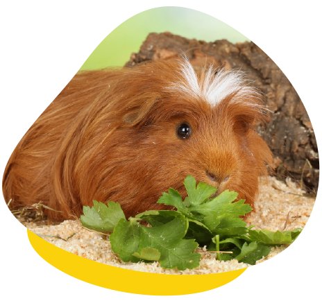 Guinea Pig Eating