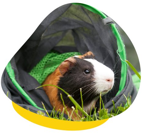 Guinea Pig Tunnel