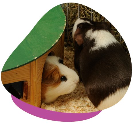 Guinea Pigs Hutch