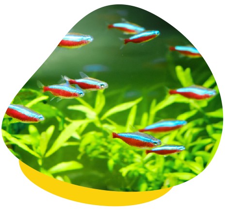 Neon Tetras