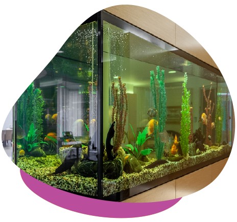 Tropical Fish Tank