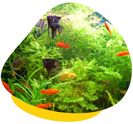 A Guide to Keeping Tropical Fish as Pets - Unusual Pet Vets