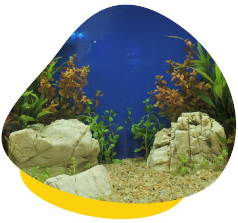 Tropical Fish Tank