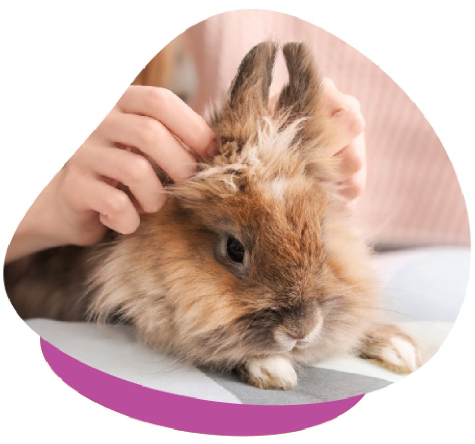 Rabbit Vaccines and Viruses