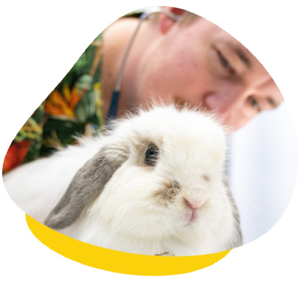 Rabbit Vaccines and Viruses