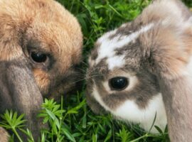 Rabbit Vaccines and Viruses
