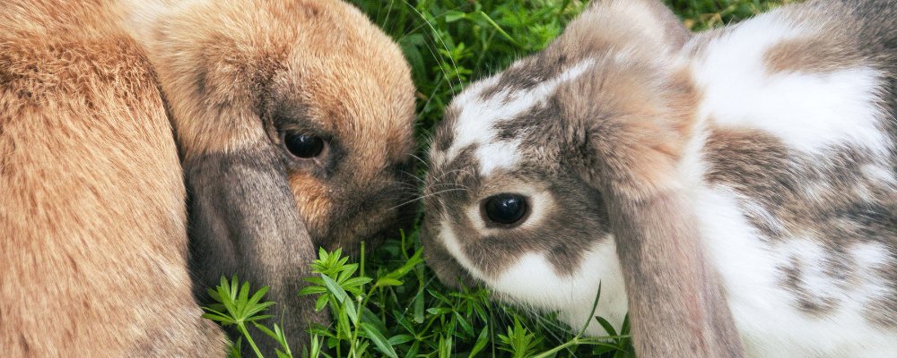 Rabbit Vaccines and Viruses