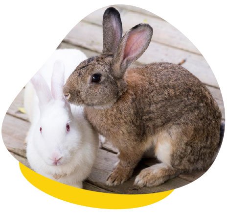 Rabbit Vaccines and Viruses