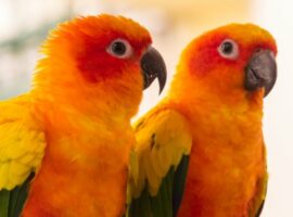 Managing reprodcutive drive birds